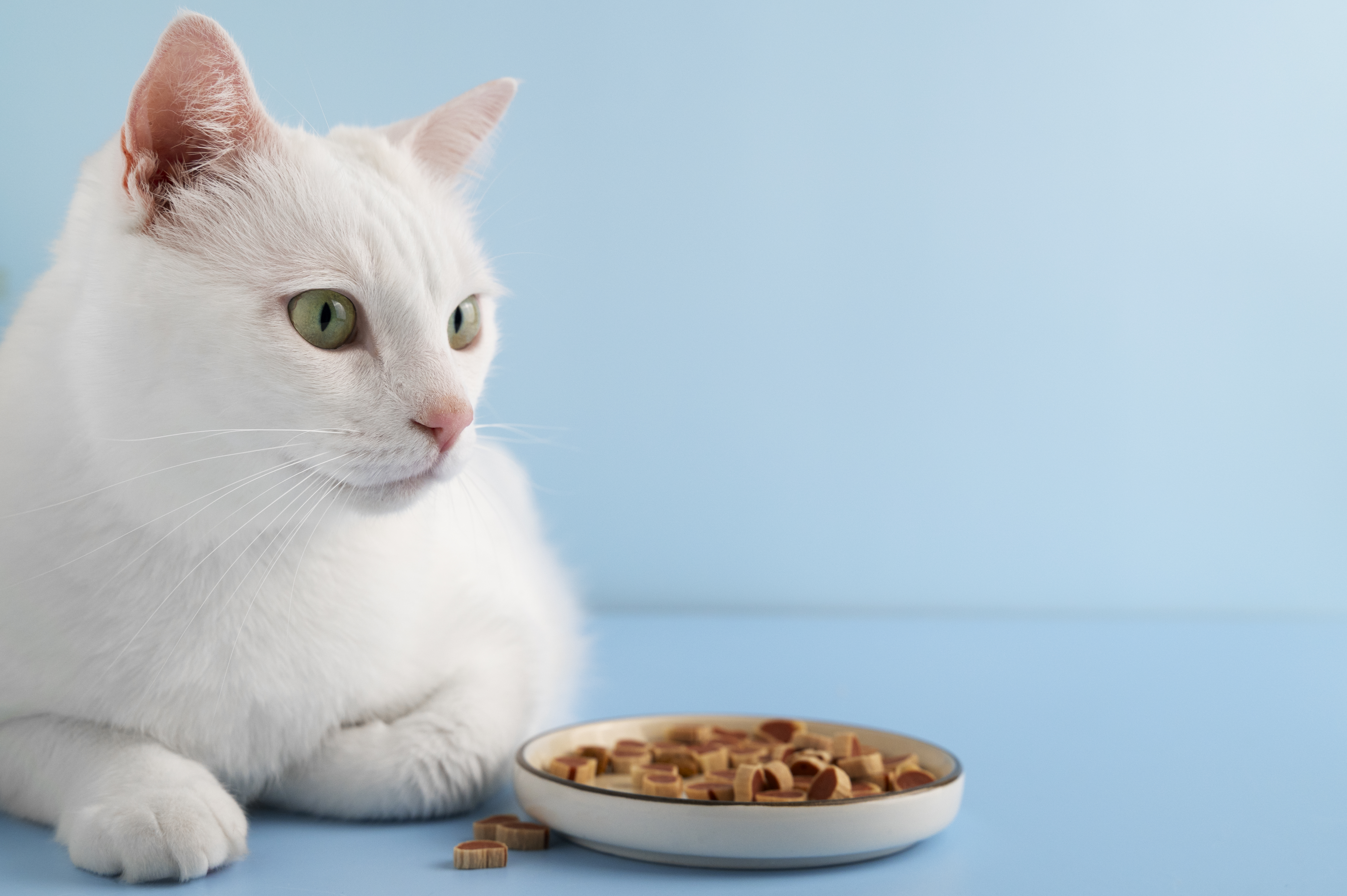 Причины рвоты у домашнего кота после еды: что делать, как лечить?