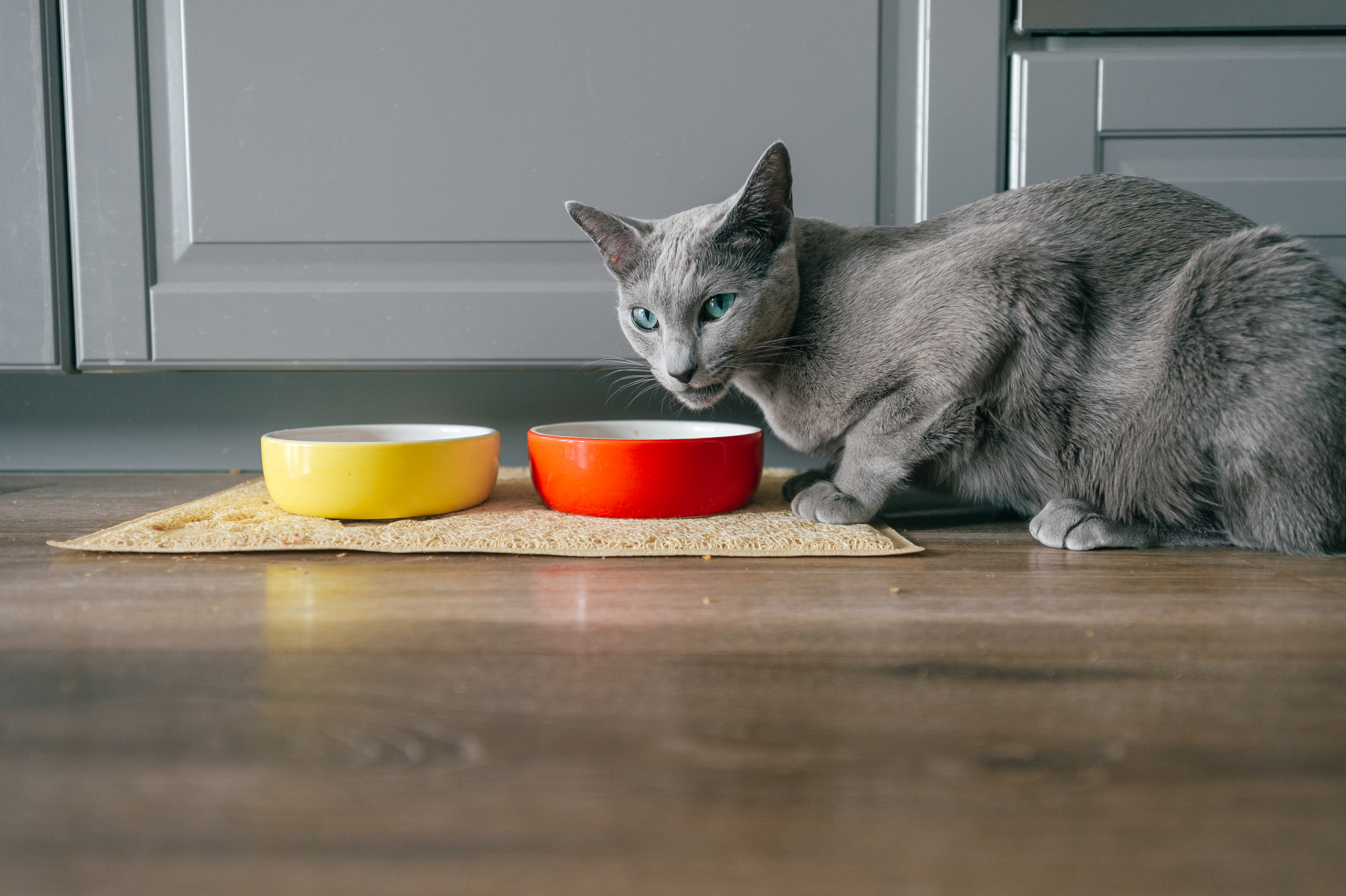 7 причин почему кот не ест корм