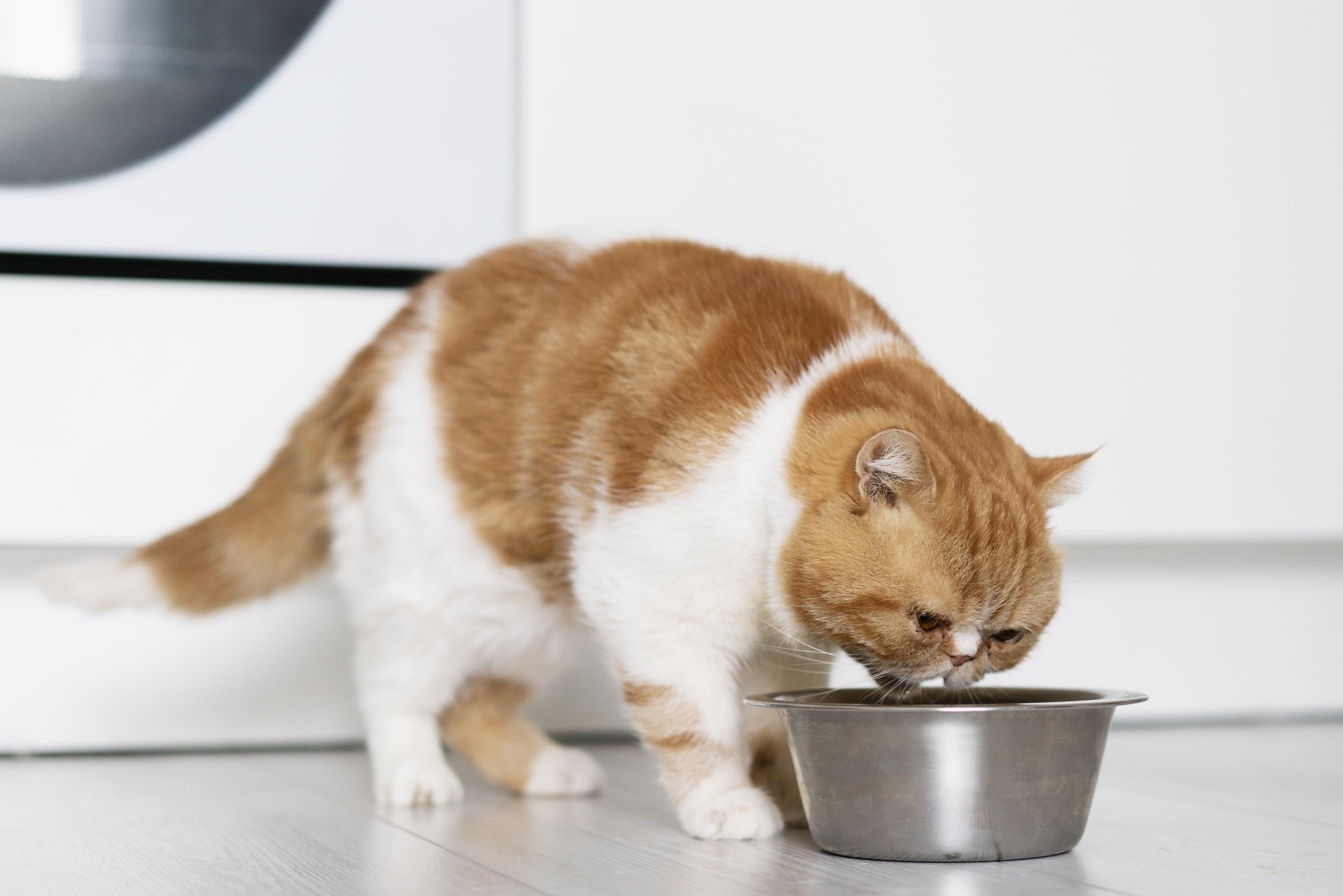 Чем и как кормить кота и кошку?