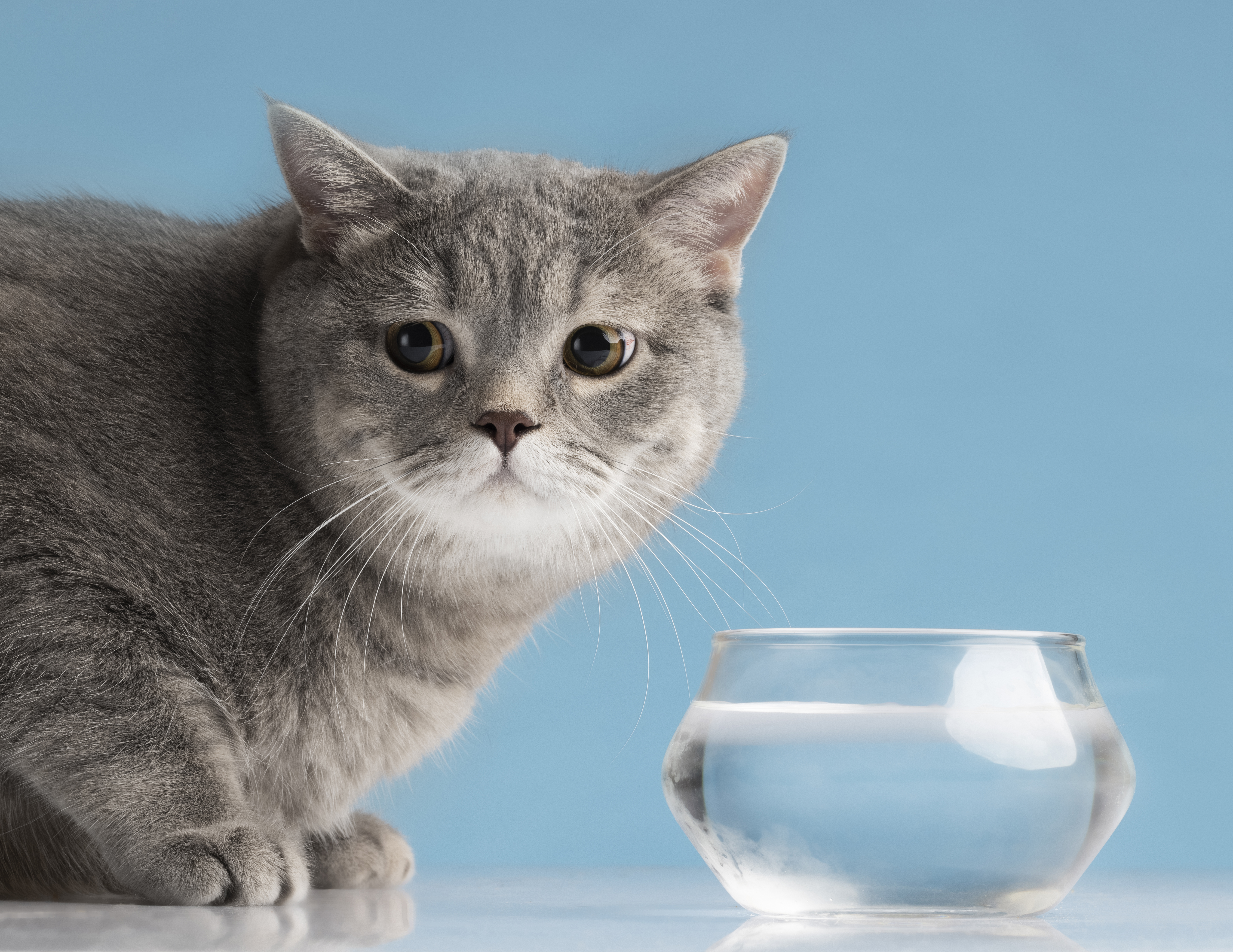 Почему кошка боится воды: можно ли отучить и как её искупать