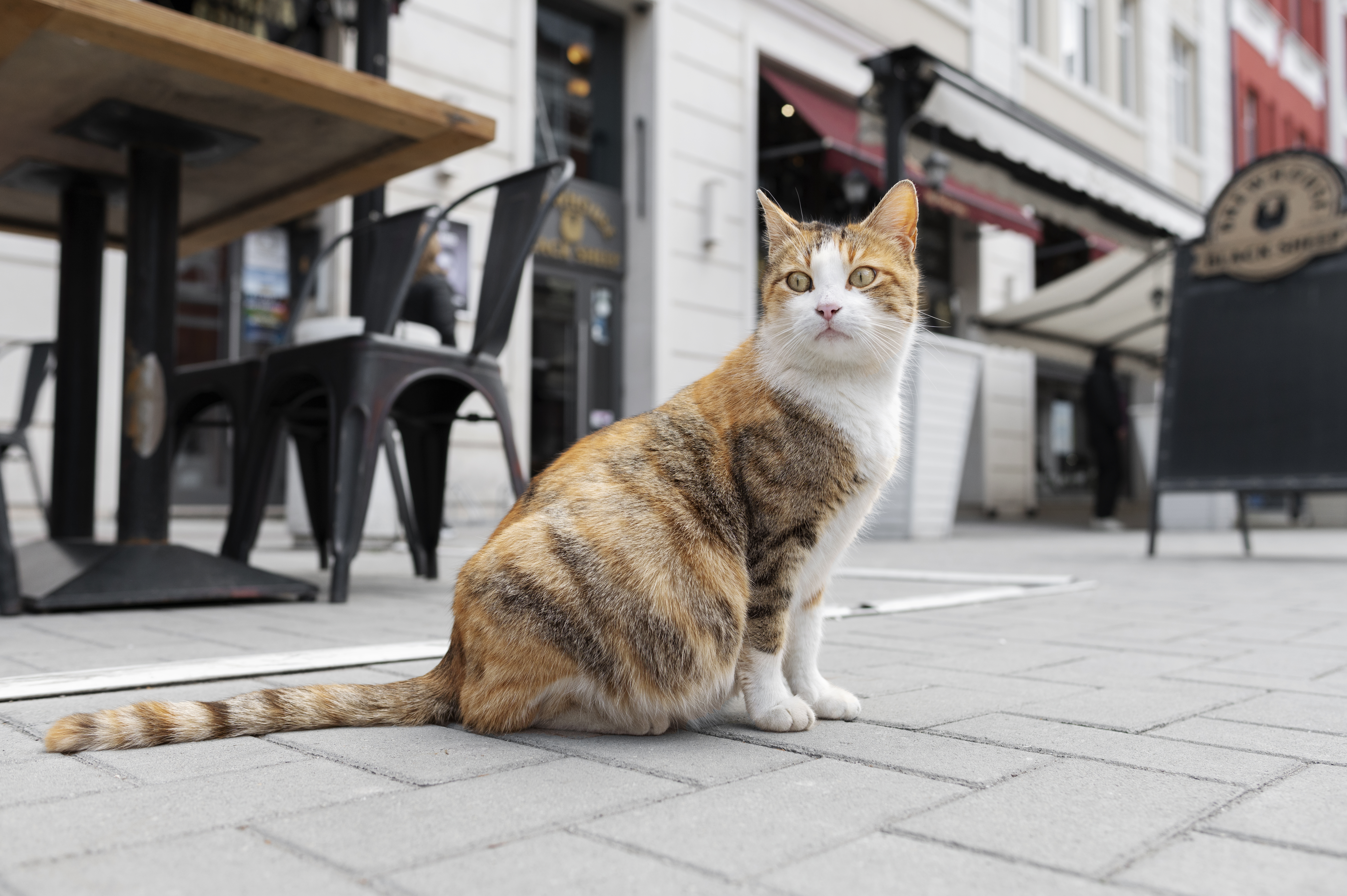 Дворовые коты и кошки: сколько живут в домашних условиях?