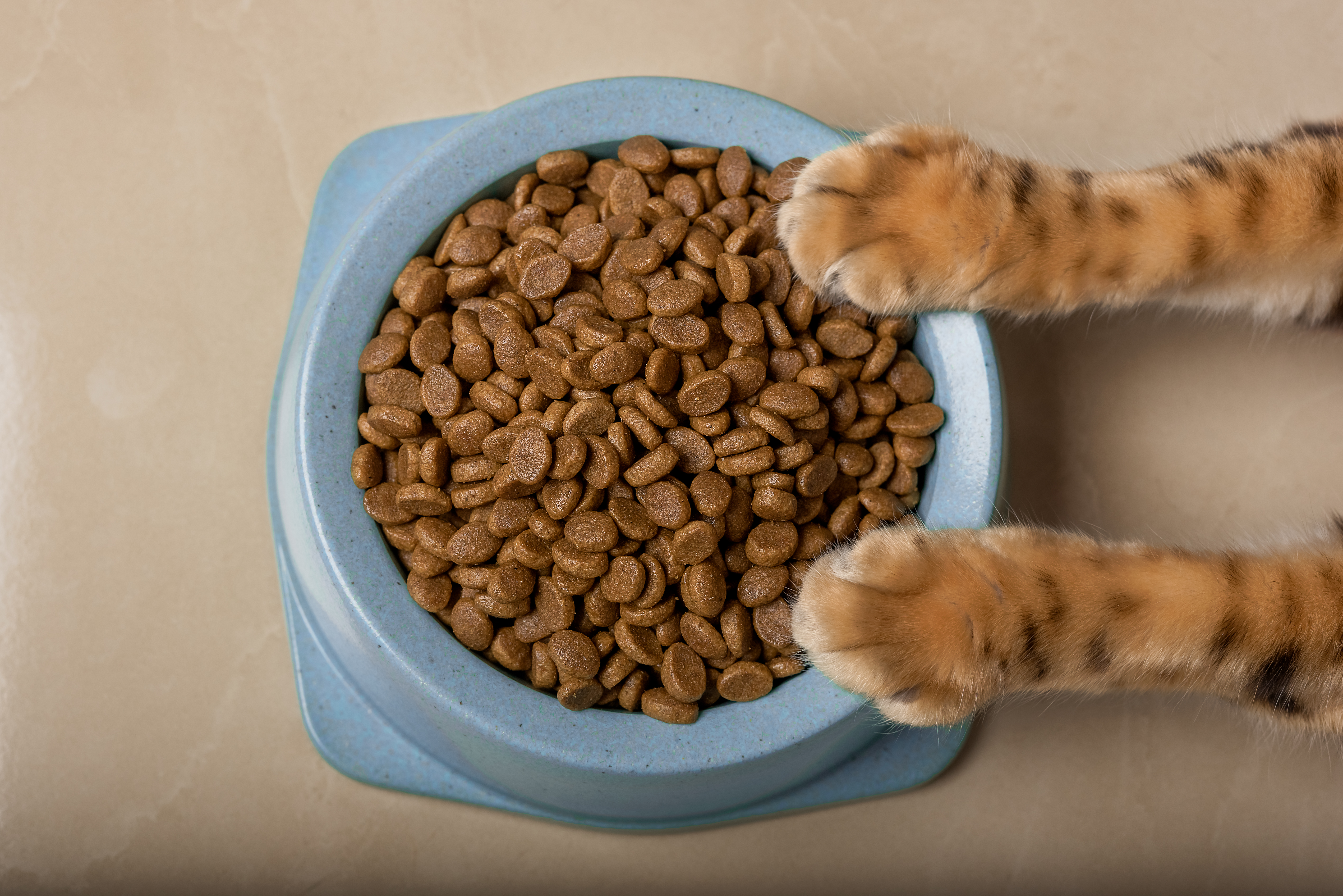 Почему кошка перестала есть сухой корм: что делать?