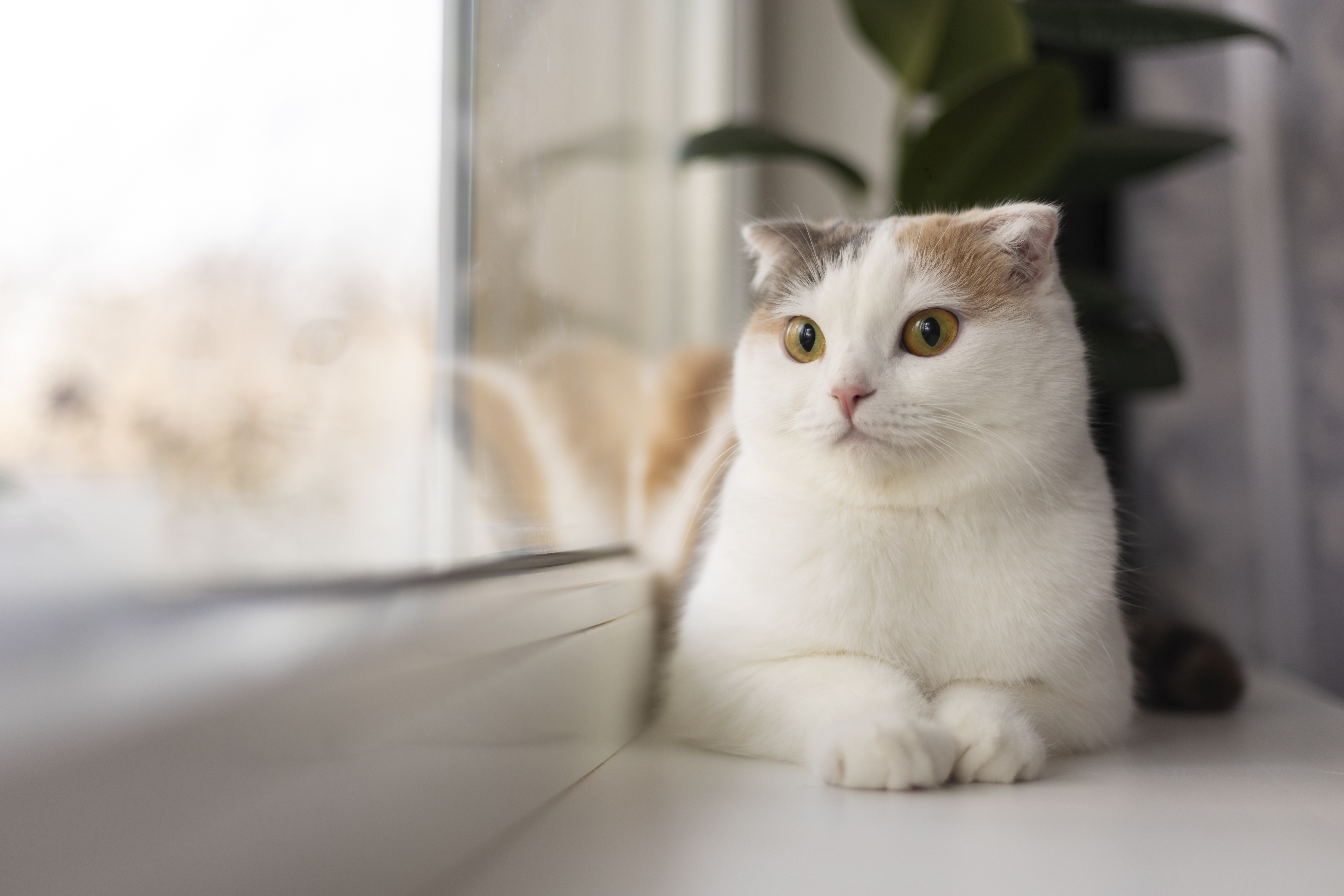Самая ласковая порода кошек в мире: ТОП ласковых кошек для квартиры