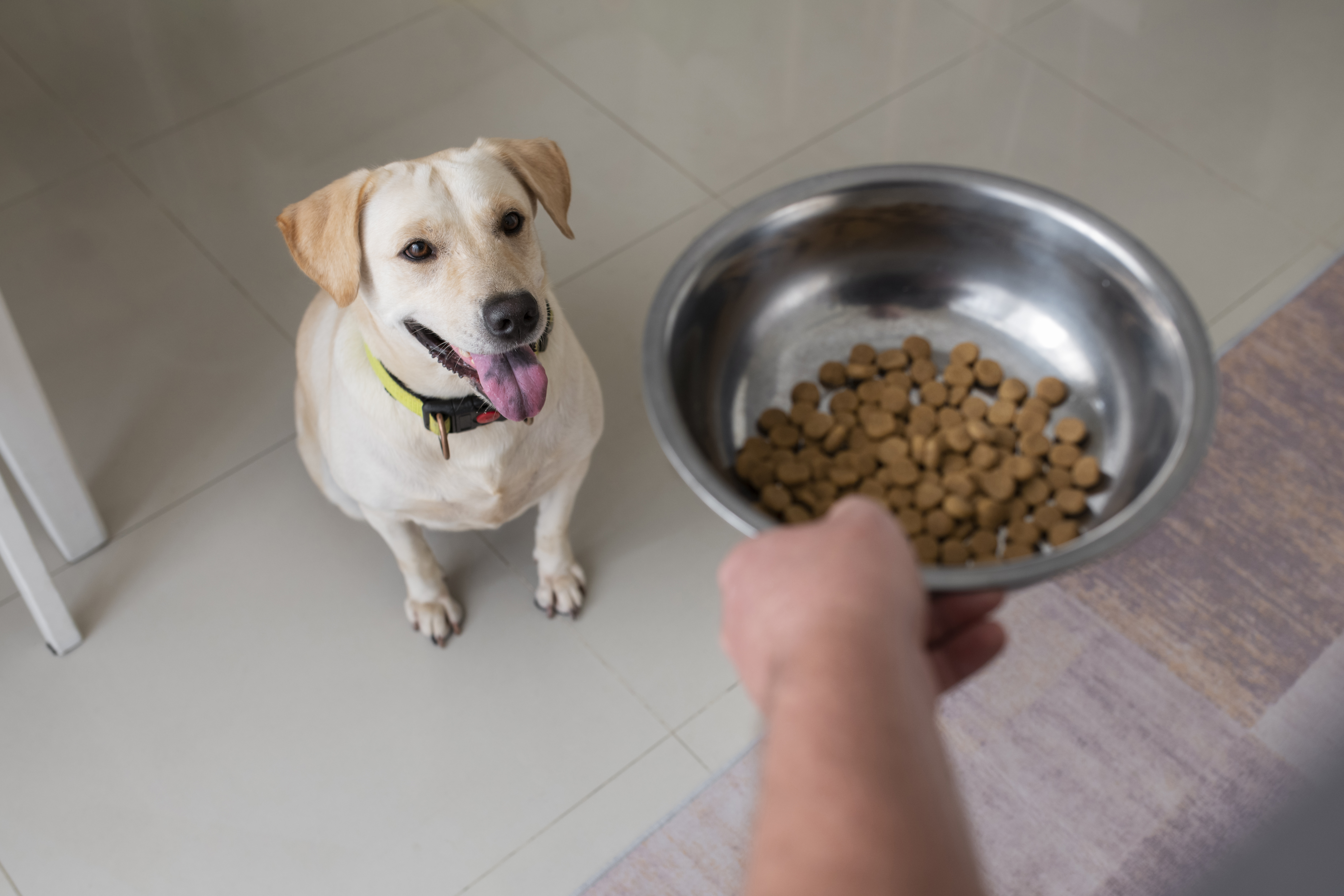 Как выбрать корм собаке по составу?
