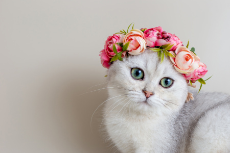 1 марта — всемирный день кошек