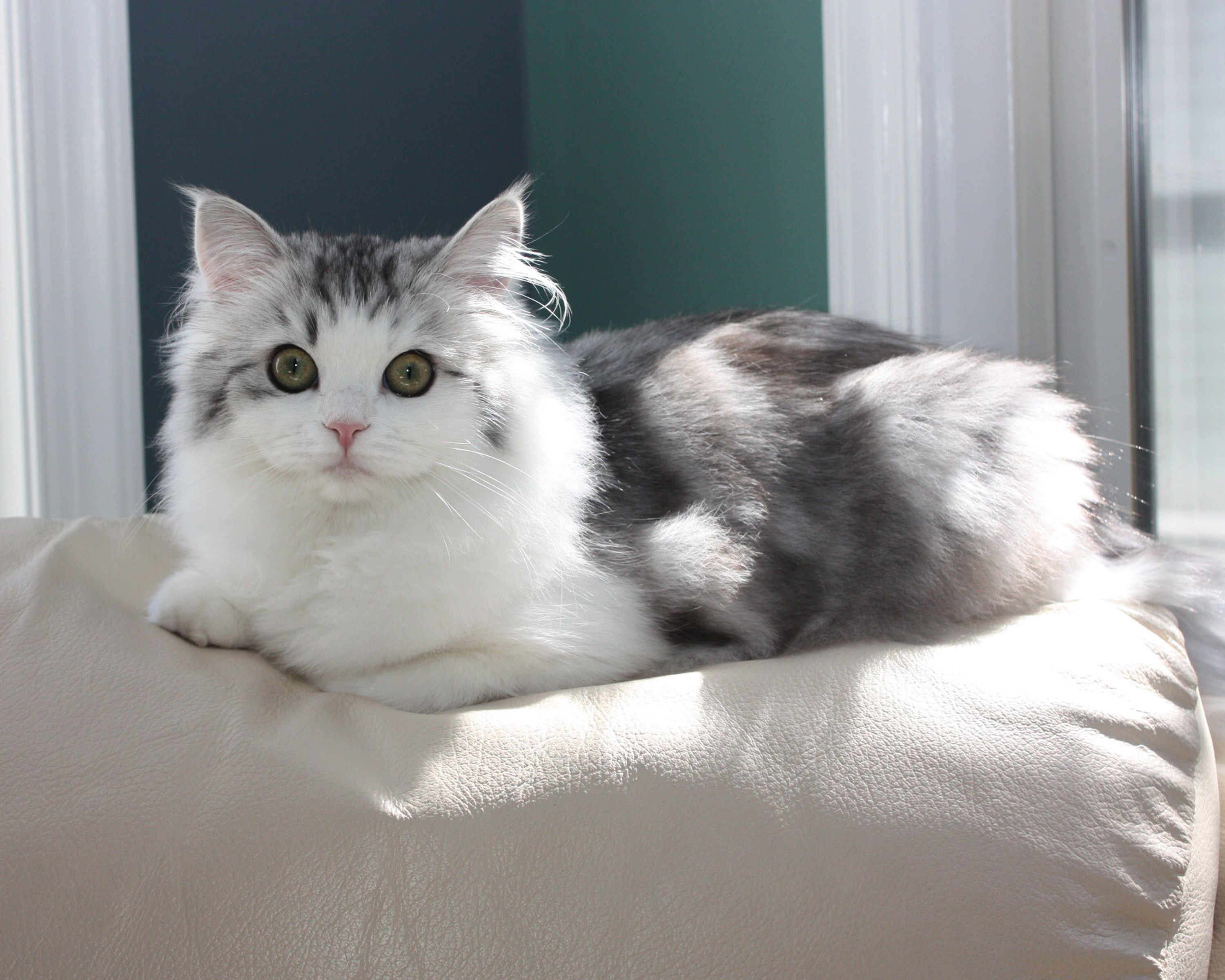 Самая ласковая порода кошек в мире: ТОП ласковых кошек для квартиры
