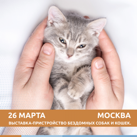 В Москве 26 марта пройдет выставка-пристройство бездомных собак и кошек. 