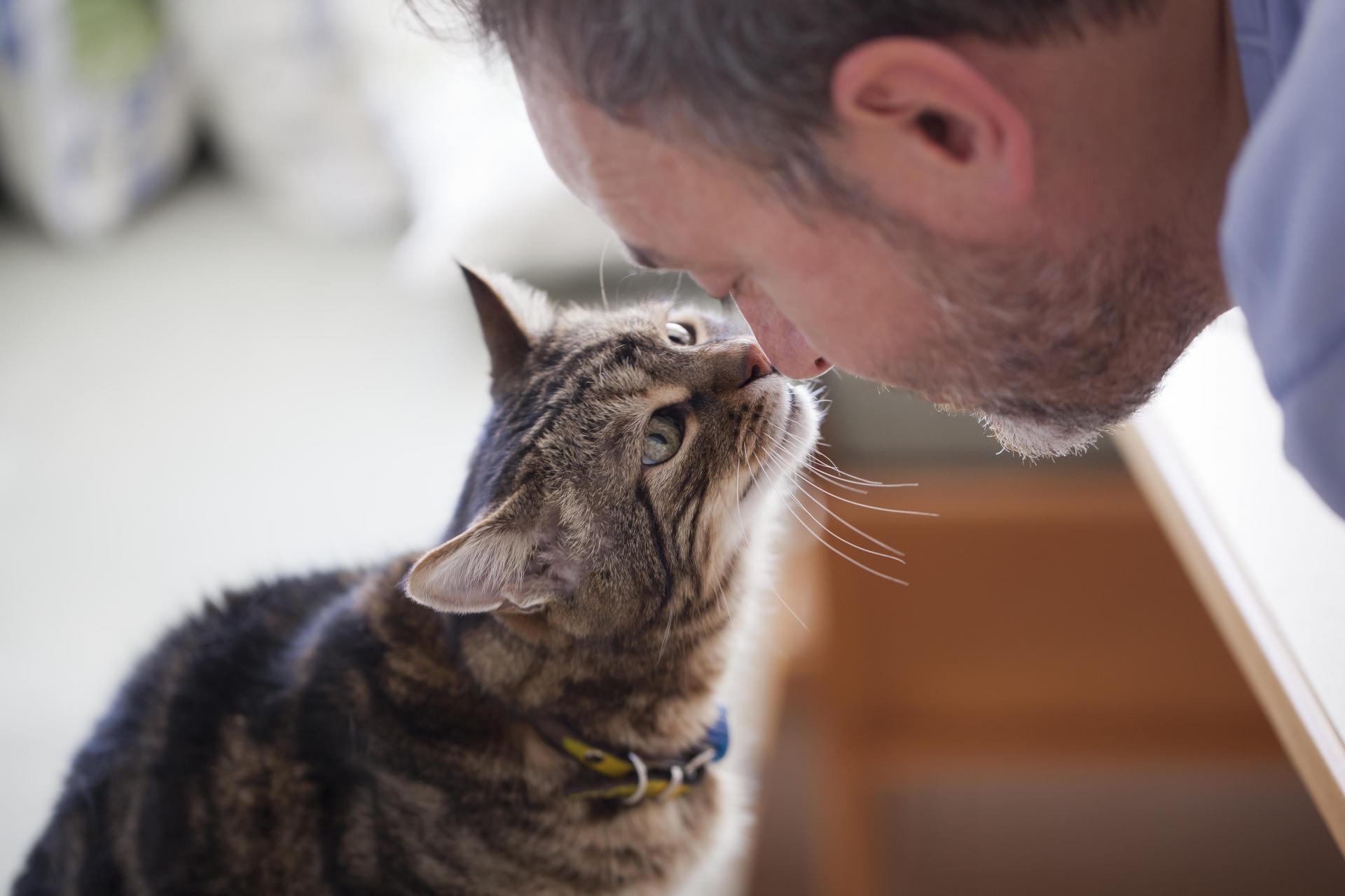 Как понять, что ваш кот вас любит: хозяина или хозяйку