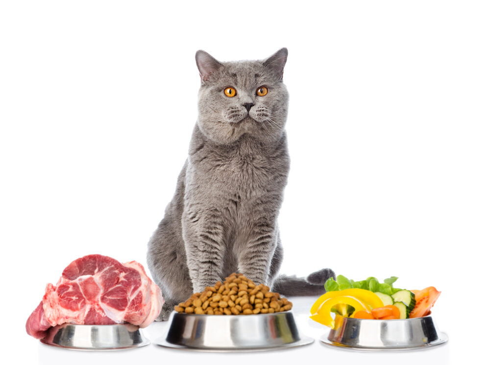Какой корм рекомендуют ветеринары для стерилизованных кошек: покупаем сухой, влажный корм