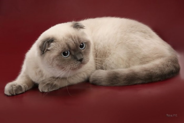 Названия окрасов шотландских кошек: фото и описания