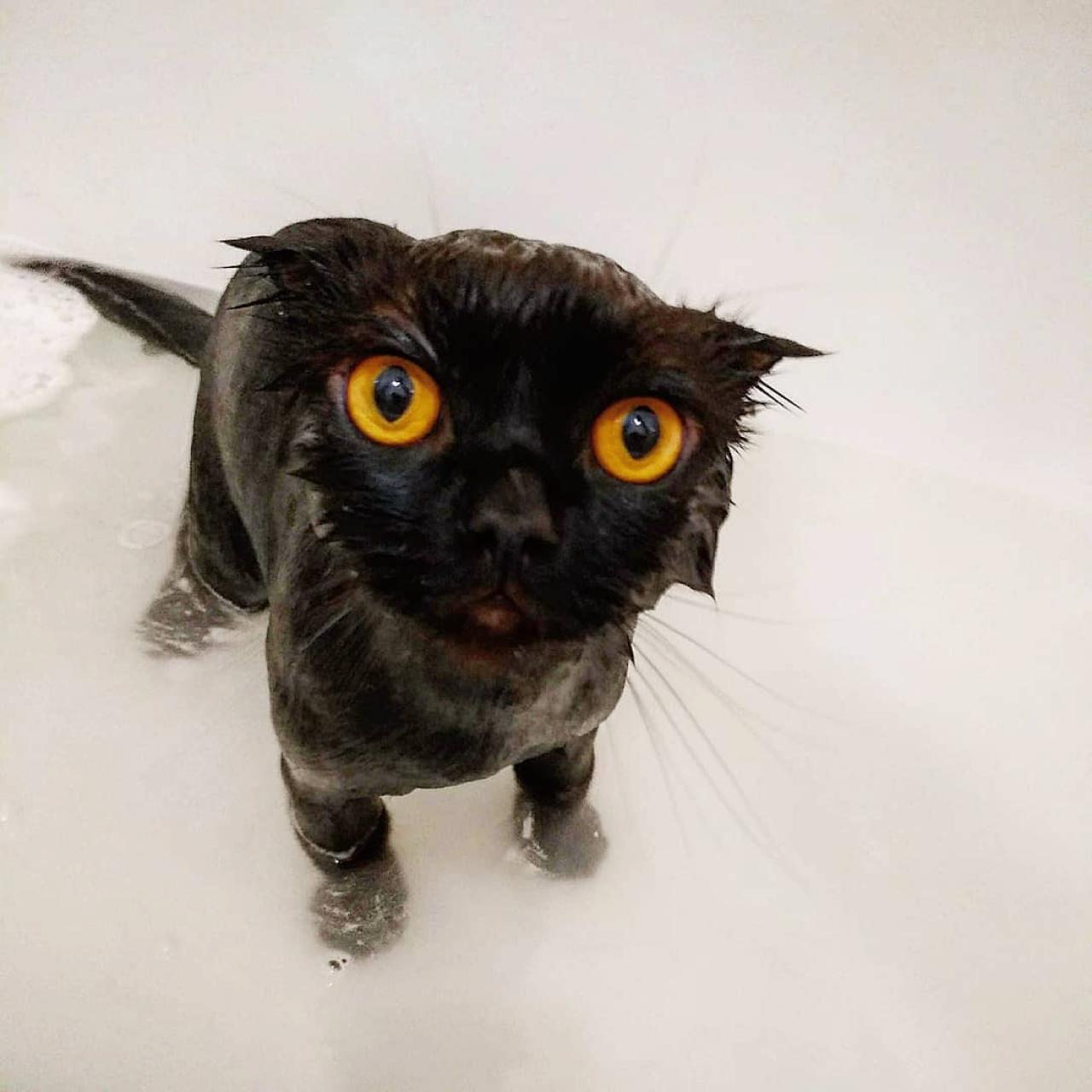 Почему кошка боится воды