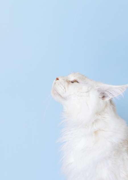 5 странных привычек у кошек, которым есть объяснение