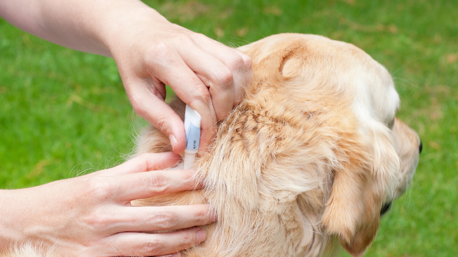 Признаки того, что собаку укусил энцефалитный клещ: симптомы заболевания