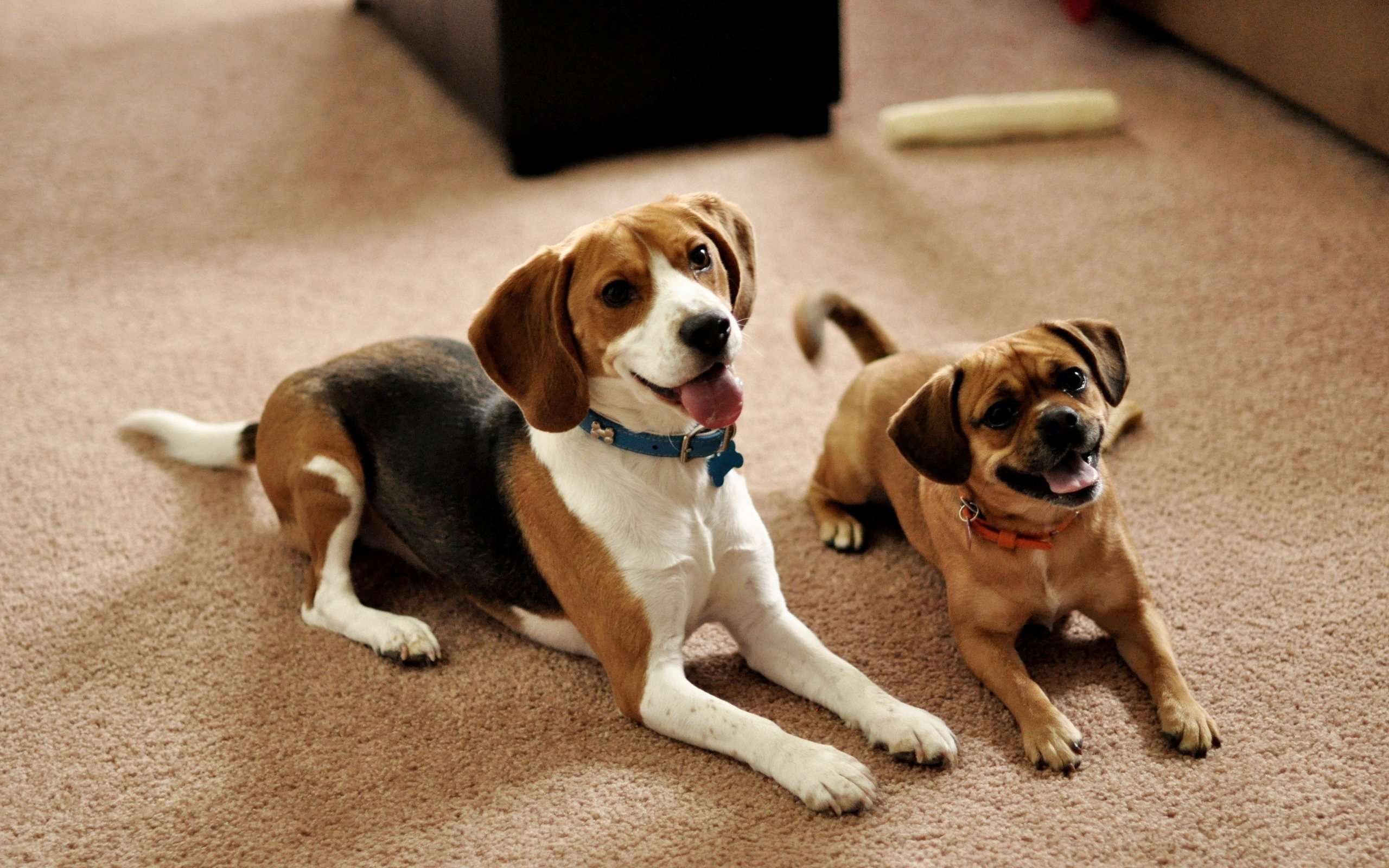 Самые послушные породы собак для квартиры: ТОП-5
