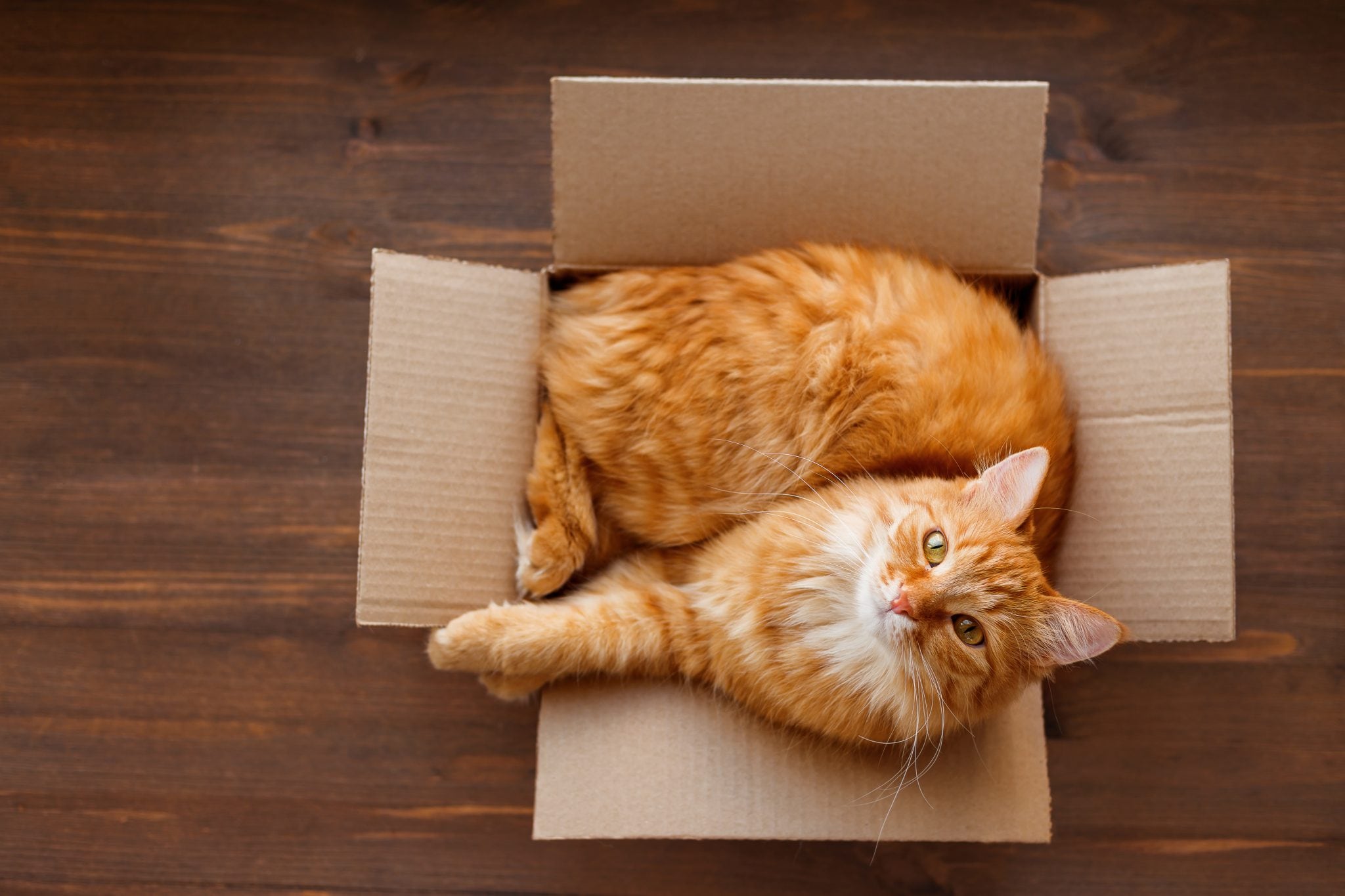 Почему кошки любят сидеть и спать в пакетах и коробках вместо домиков?