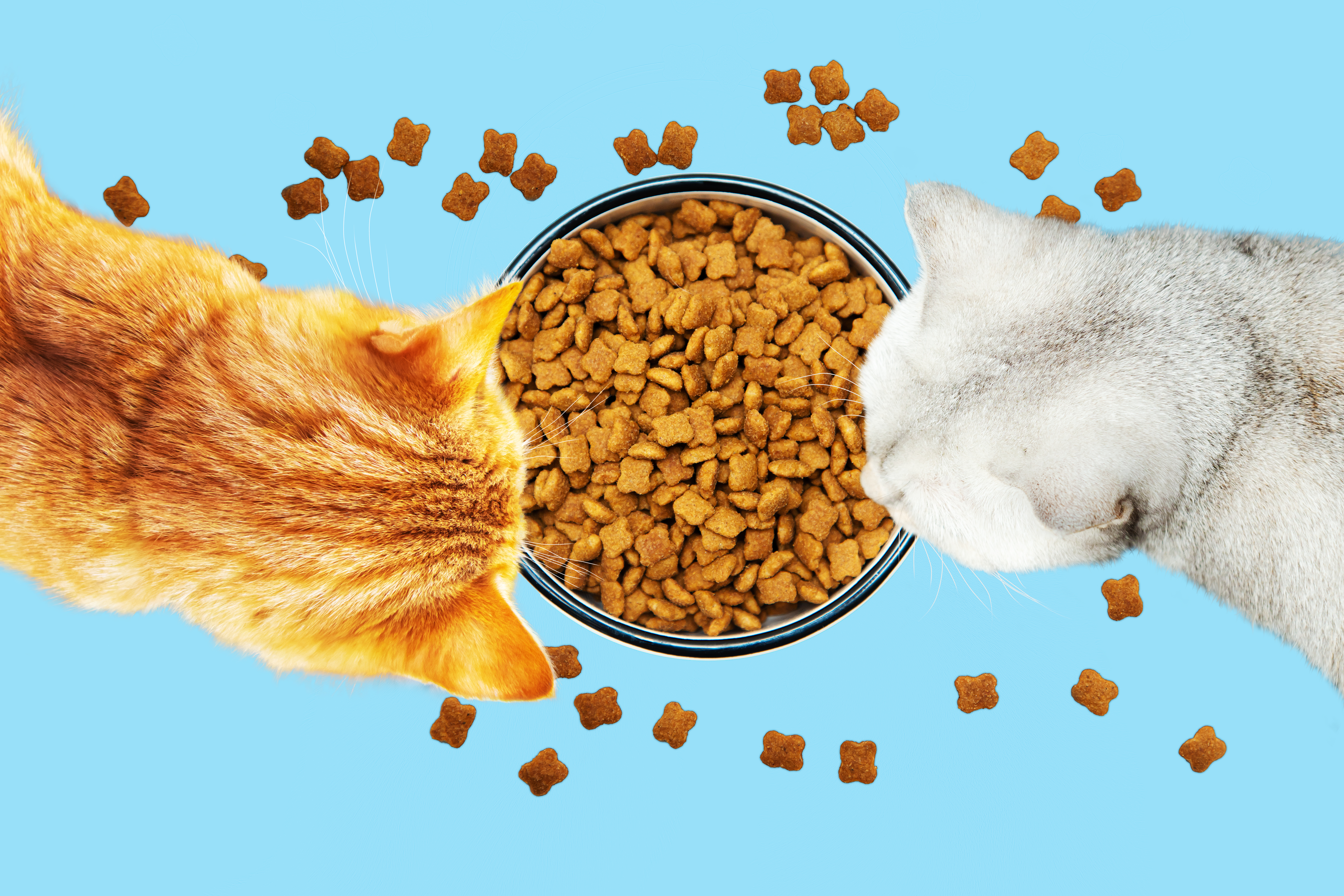Как правильно смешивать сухой и влажный корм в рационе кошки и собаки?