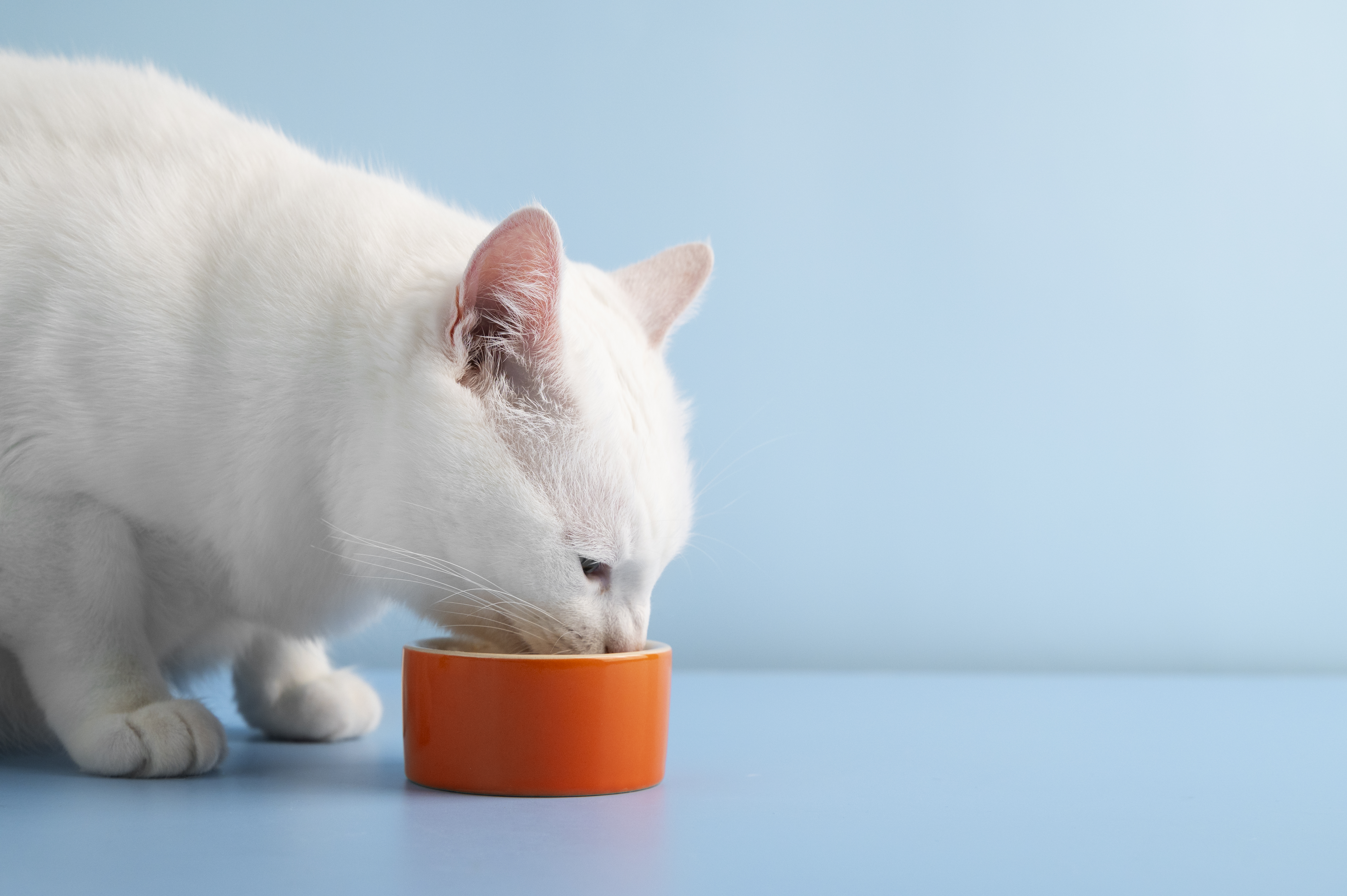Какой корм рекомендуют ветеринары для стерилизованных кошек: покупаем сухой, влажный корм