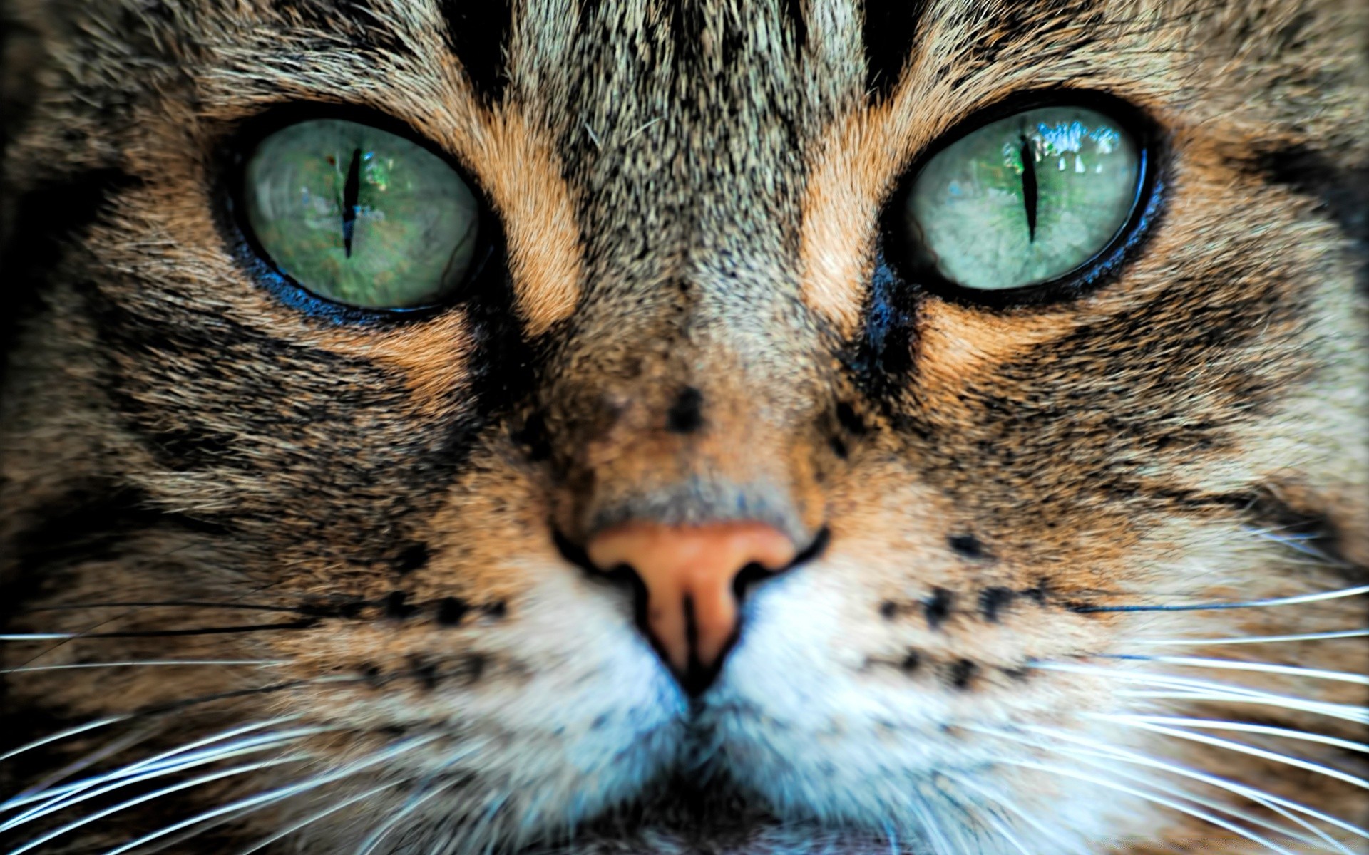 Как кошки видят окружающий мир своими глазами: в каком цвете и сравнение с человеком
