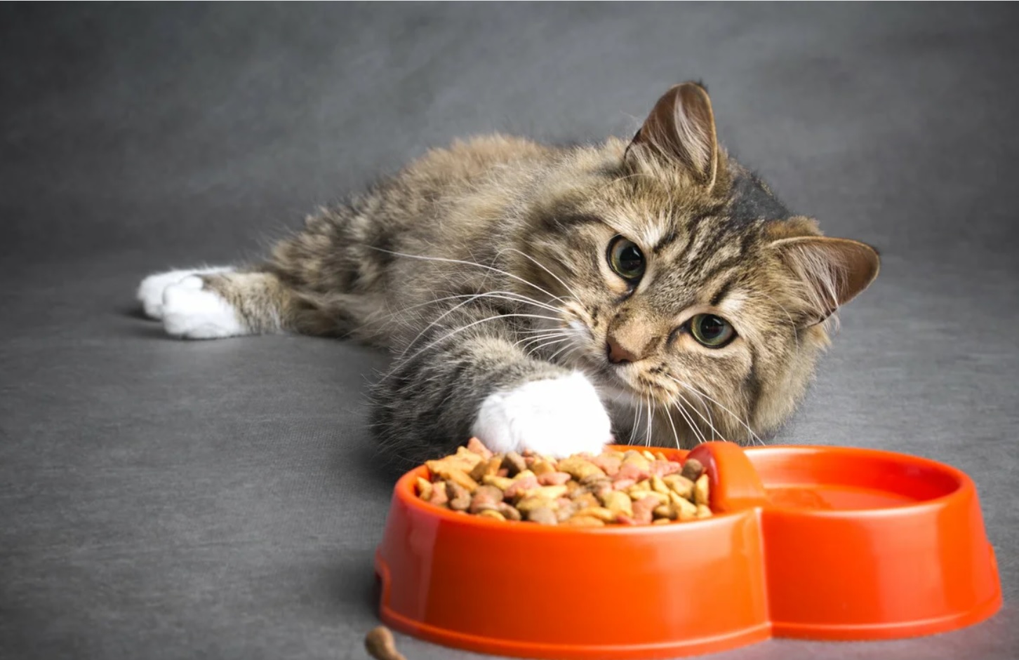 Причины рвоты у домашнего кота после еды: что делать, как лечить?