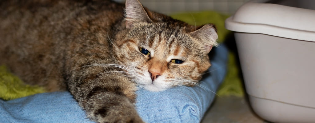 Цистит у кошек (3).jpg Цистит у кошек (3).jpg