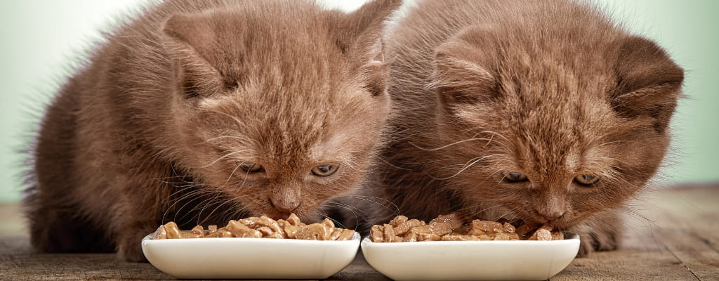 Какой корм выбрать для котенка и как приучать котенка к сухому корму (9).jpg Какой корм выбрать для котенка и как приучать котенка к сухому корму (9).jpg