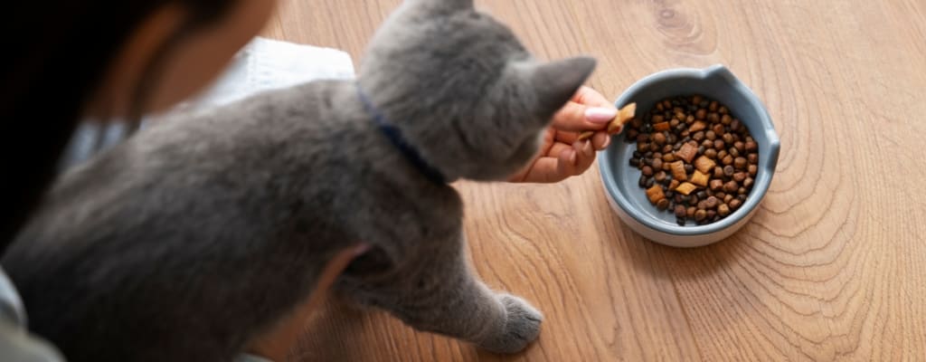 Какой корм выбрать для котенка и как приучать котенка к сухому корму (2).jpg Какой корм выбрать для котенка и как приучать котенка к сухому корму (2).jpg