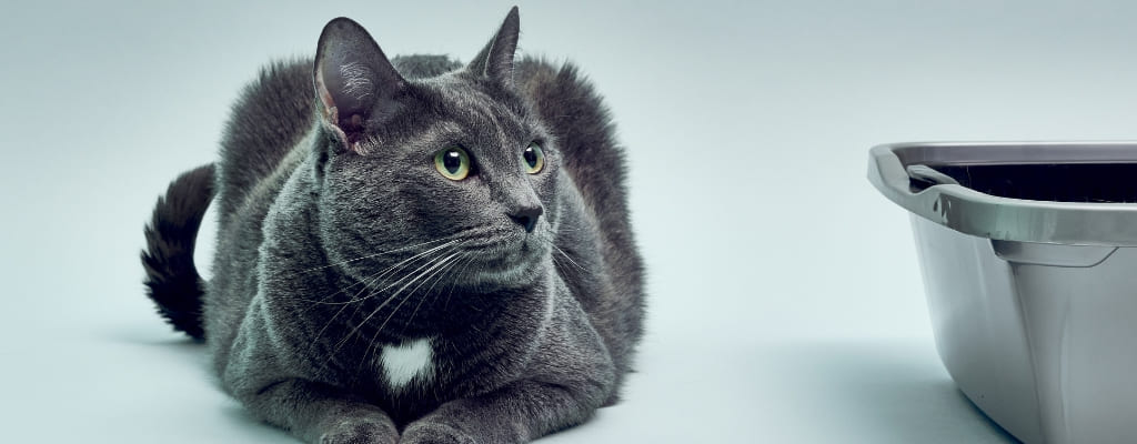 Цистит у кошек (4).jpg Цистит у кошек (4).jpg