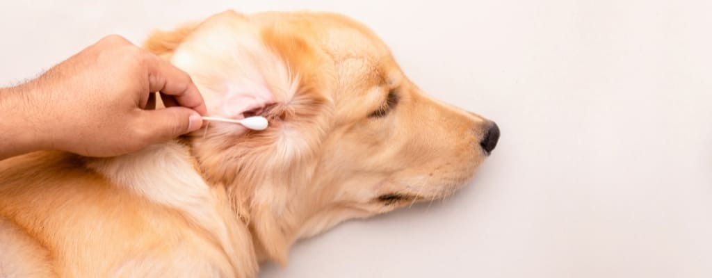 Отит у собак (2).jpg Отит у собак (2).jpg