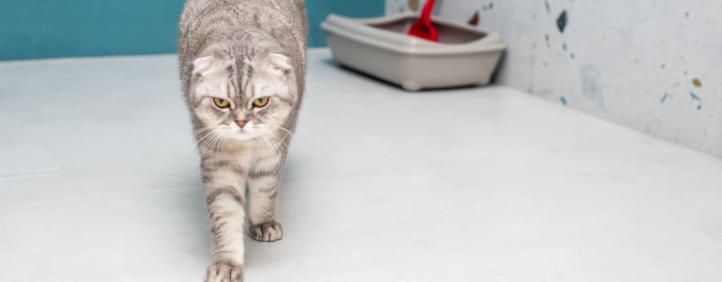 Цистит у кошек (2).jpg Цистит у кошек (2).jpg