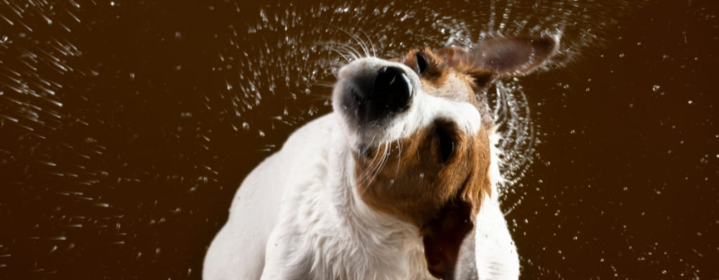 Отит у собак (1).jpg Отит у собак (1).jpg