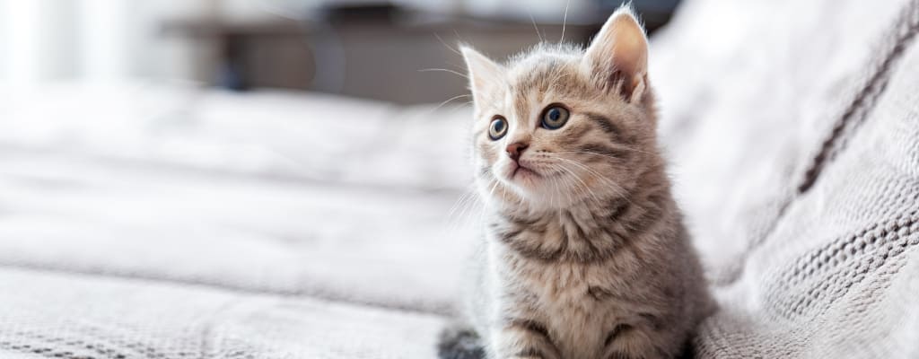 Что купить для котенка в первую очередь (6).jpg Что купить для котенка в первую очередь (6).jpg