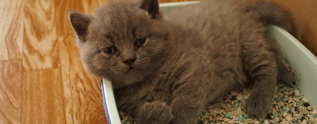 Что купить для котенка в первую очередь (10).jpg Что купить для котенка в первую очередь (10).jpg