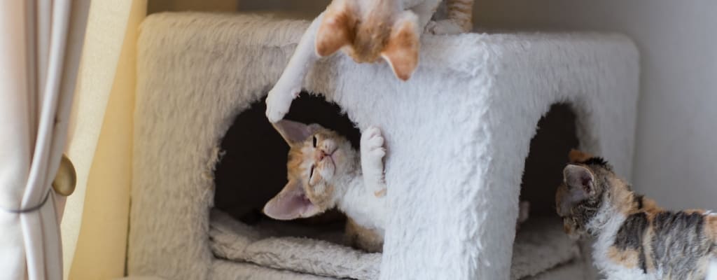 Что купить для котенка в первую очередь (3).jpg Что купить для котенка в первую очередь (3).jpg