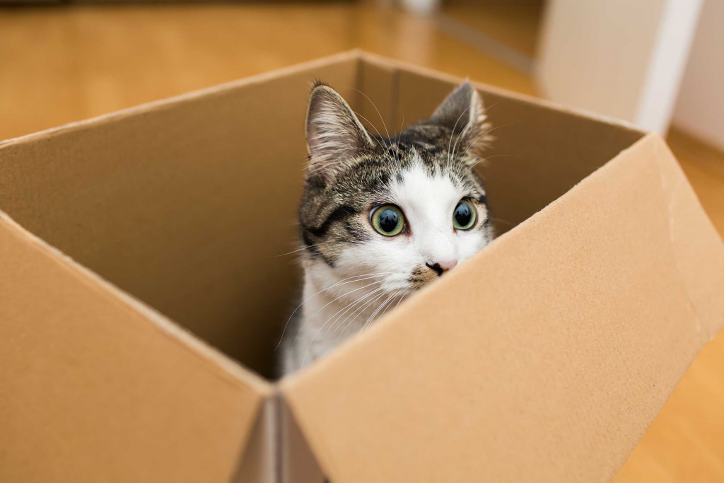 Почему коты так любят коробки
