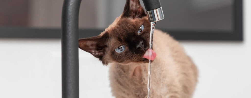 Сколько воды должна пить кошка в сутки (1).jpg Сколько воды должна пить кошка в сутки (1).jpg