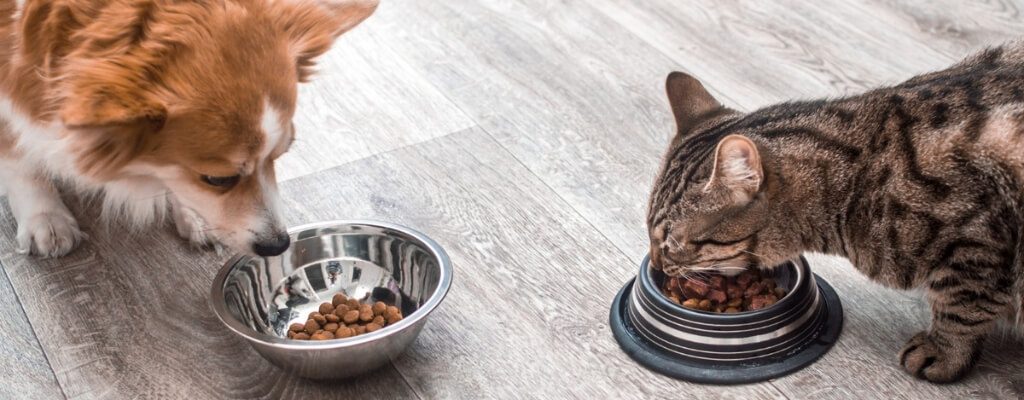 Как организовать место для кормления кошки и собаки (2).jpg