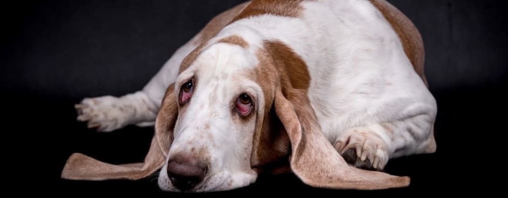 Отит у собак (5).jpg Отит у собак (5).jpg