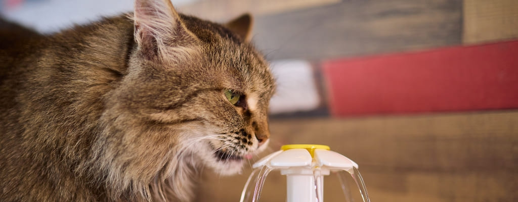 Цистит у кошек (5).jpg Цистит у кошек (5).jpg