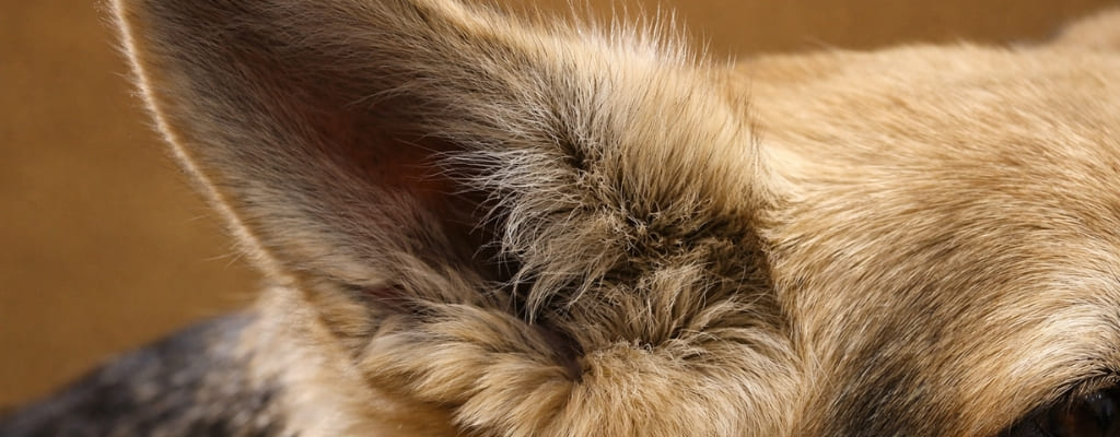 Отит у собак (3).jpg Отит у собак (3).jpg