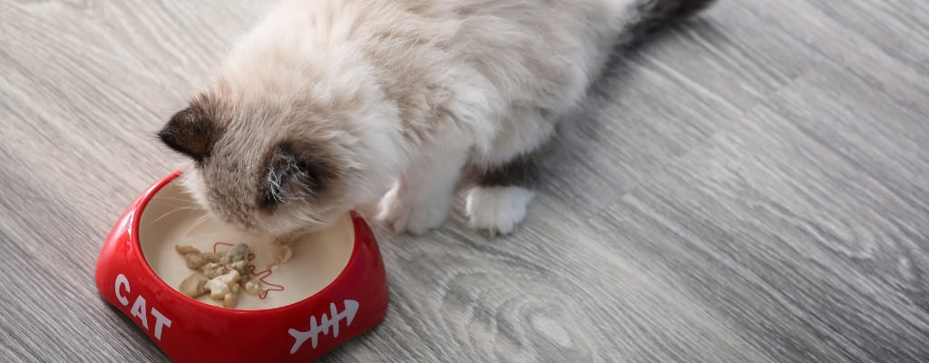 Какой корм выбрать для котенка и как приучать котенка к сухому корму (6).jpg Какой корм выбрать для котенка и как приучать котенка к сухому корму (6).jpg