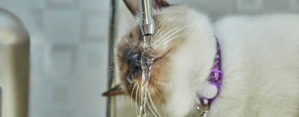 Сколько воды должна пить кошка в сутки (3).jpg Сколько воды должна пить кошка в сутки (3).jpg