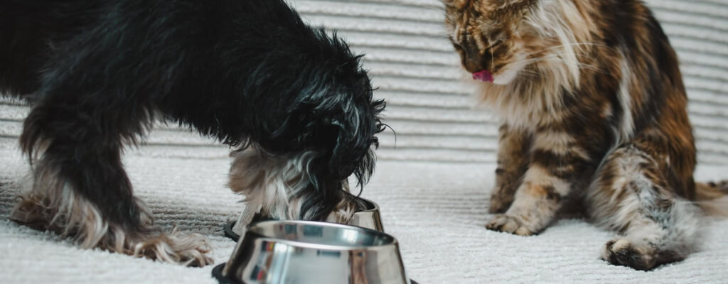 Как организовать место для кормления кошки и собаки (6).jpg