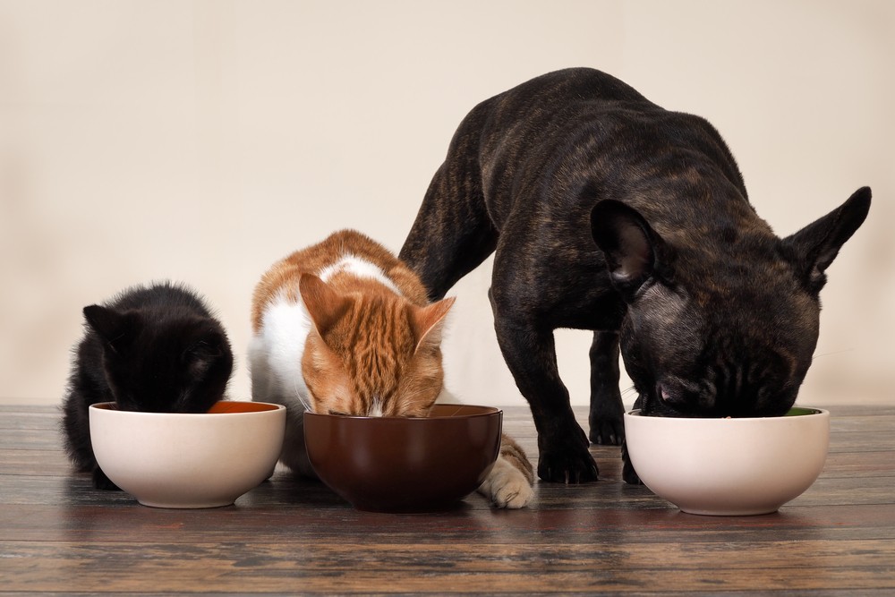 Как правильно смешивать сухой и влажный корм в рационе кошки и собаки