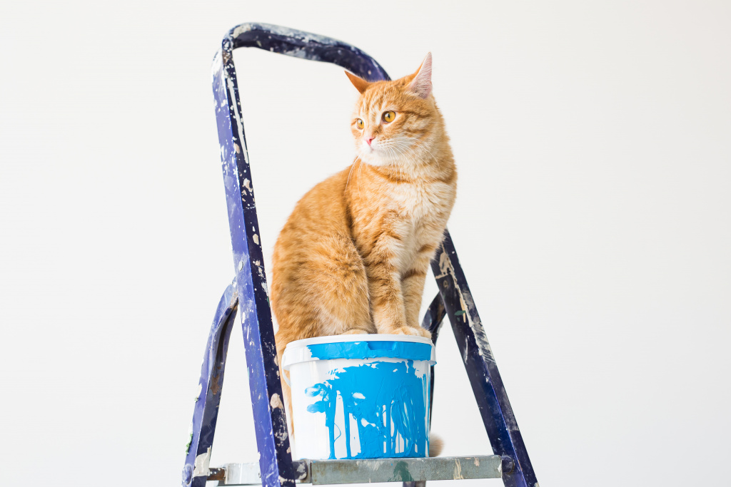 cat-sits-step-ladder.jpg