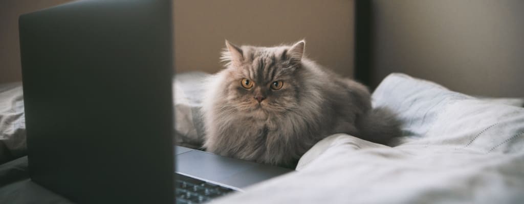 Почему кошка постоянно просит есть_1 (1).jpg Почему кошка постоянно просит есть_1 (1).jpg