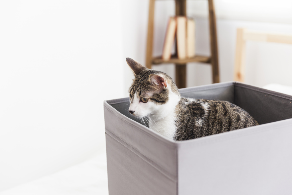 adorable-cat-box.jpg