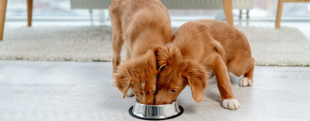 Как правильно кормить щенка — режим кормления сухим кормом (3).jpg